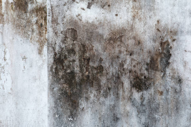 Asbestos and Lead Testing During Mold Inspection in Poncha Springs, CO