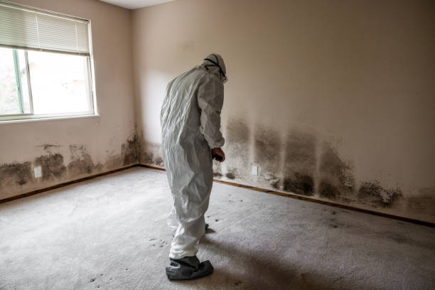 Biohazard Mold Removal in Poncha Springs, CO